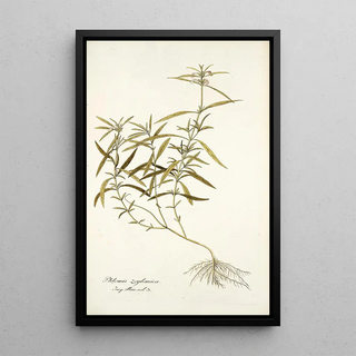 Nikolaus Joseph Freiherr von Jacquin - Phlomis zeylanica.webp