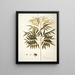 Phyllanthus speciosa - Nikolaus Joseph Freiherr von Jacquin — quadro incorniciato alla parete