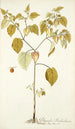 Physalis barbadensis - Nikolaus Joseph Freiherr von Jacquin — Ansicht des Kunstwerks