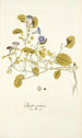 Physalis prostrata - Nikolaus Joseph Freiherr von Jacquin — Ansicht des Kunstwerks