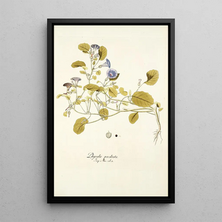 Nikolaus Joseph Freiherr von Jacquin - Physalis prostrata.webp