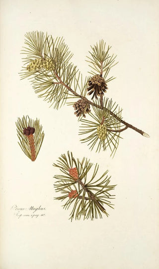 Nikolaus Joseph Freiherr von Jacquin - Pinus mughus.webp