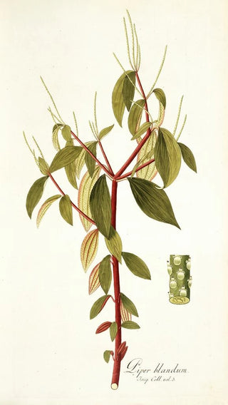 Nikolaus Joseph Freiherr von Jacquin - Piper blandum.webp