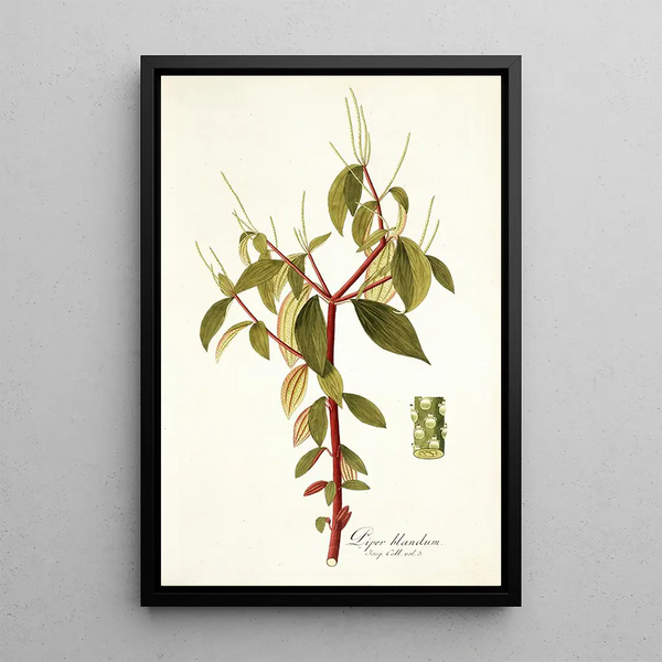 Piper blandum - Nikolaus Joseph Freiherr von Jacquin — framed artwork on a wall