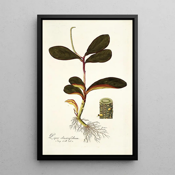 Piper clusiaefolium - Nikolaus Joseph Freiherr von Jacquin — framed artwork on a wall