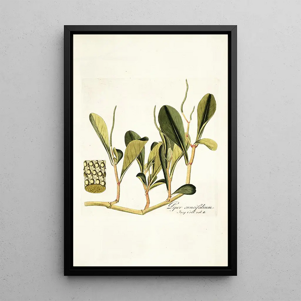 Piper cuneifolium - Nikolaus Joseph Freiherr von Jacquin — framed artwork on a wall