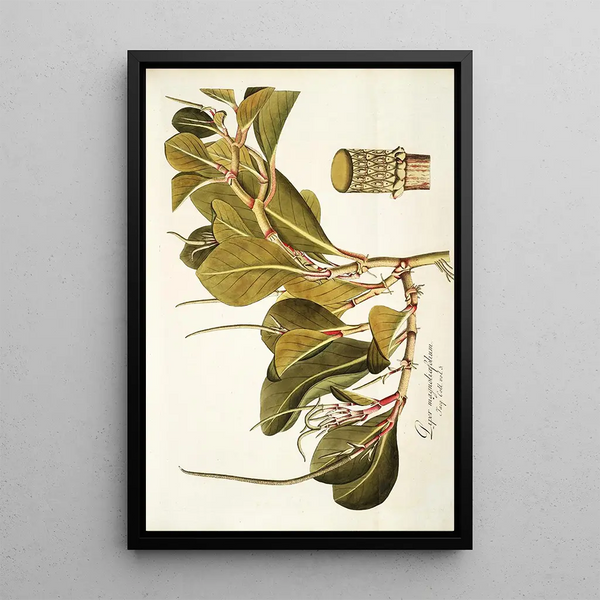 Piper magnoliaefolium - Nikolaus Joseph Freiherr von Jacquin — framed artwork on a wall