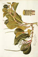 Piper magnoliaefolium - Nikolaus Joseph Freiherr von Jacquin — Ansicht des Kunstwerks