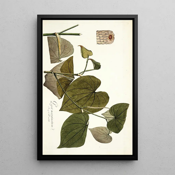 Piper marginatum - Nikolaus Joseph Freiherr von Jacquin — framed artwork on a wall