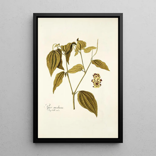 Piper medium - Nikolaus Joseph Freiherr von Jacquin — framed artwork on a wall