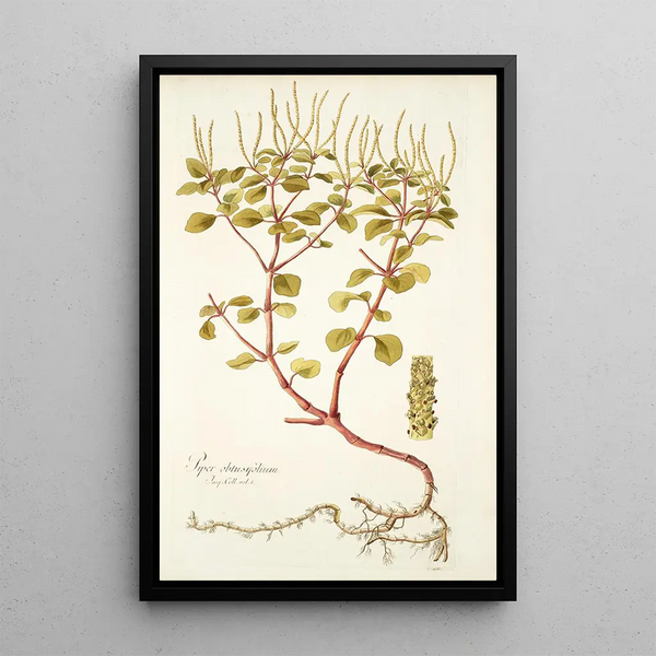 Piper obtusifolium - Nikolaus Joseph Freiherr von Jacquin — framed artwork on a wall