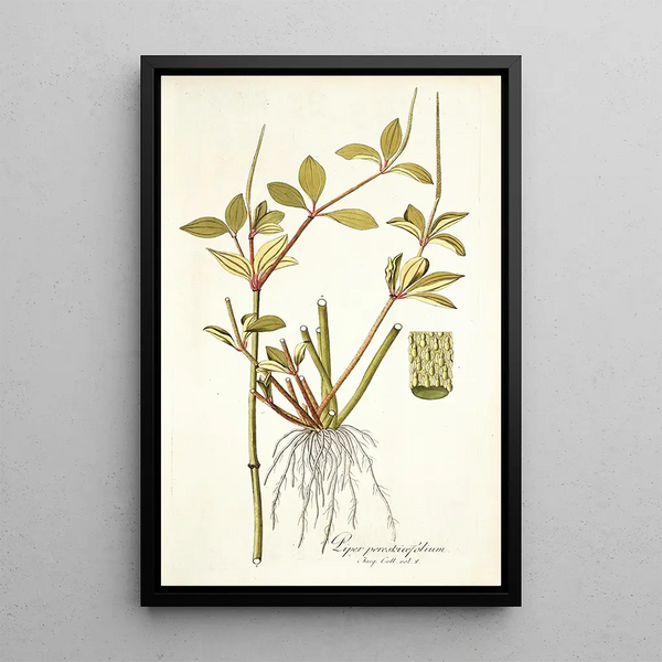 Piper pereskiaefolium - Nikolaus Joseph Freiherr von Jacquin — framed artwork on a wall