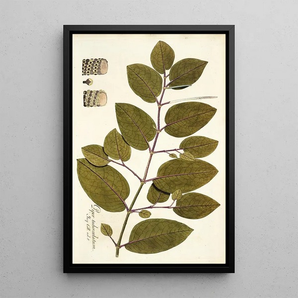 Piper tuberculatum - Nikolaus Joseph Freiherr von Jacquin — framed artwork on a wall