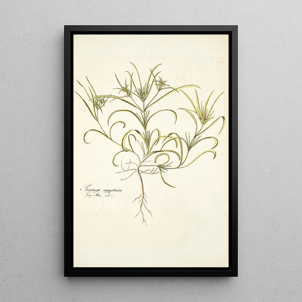 Plantago aegyptiaca - Nikolaus Joseph Freiherr von Jacquin — framed artwork on a wall