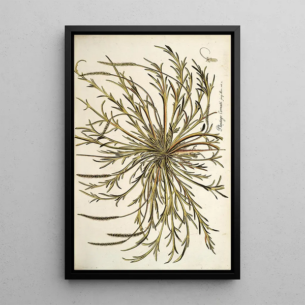 Plantago cornuti - Nikolaus Joseph Freiherr von Jacquin — framed artwork on a wall