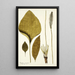 Plantago maxima - Nikolaus Joseph Freiherr von Jacquin — quadro incorniciato alla parete