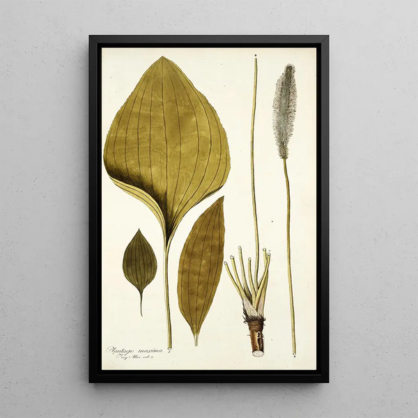 Plantago maxima - Nikolaus Joseph Freiherr von Jacquin — framed artwork on a wall