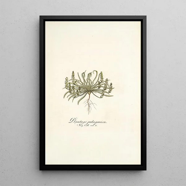 Plantago patagonica - Nikolaus Joseph Freiherr von Jacquin — framed artwork on a wall