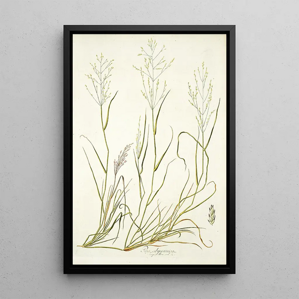 Poa abyssinica - Nikolaus Joseph Freiherr von Jacquin — framed artwork on a wall