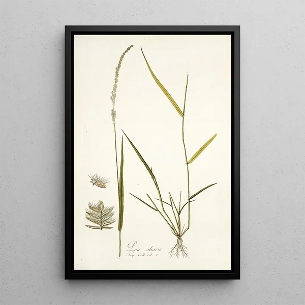 Poa ciliaris - Nikolaus Joseph Freiherr von Jacquin — framed artwork on a wall