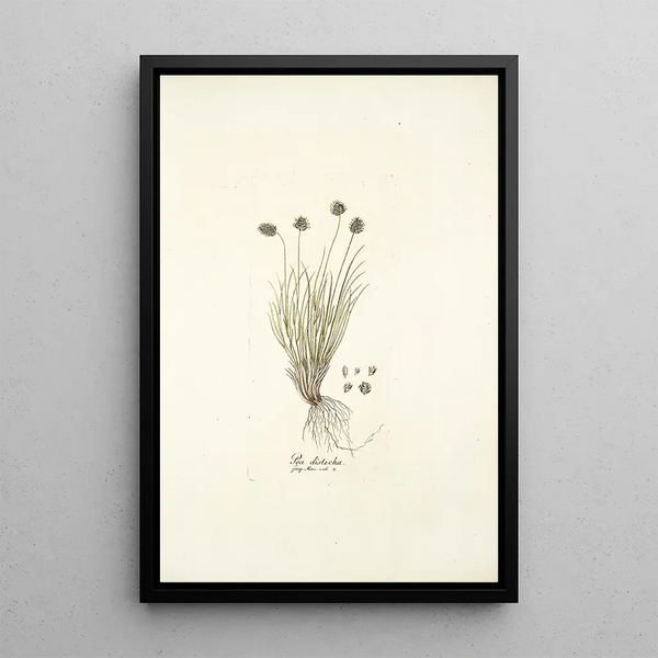 Poa disticha - Nikolaus Joseph Freiherr von Jacquin — framed artwork on a wall