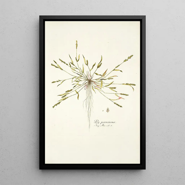 Poa peruviana - Nikolaus Joseph Freiherr von Jacquin — framed artwork on a wall