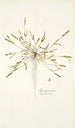 Poa peruviana - Nikolaus Joseph Freiherr von Jacquin — Ansicht des Kunstwerks