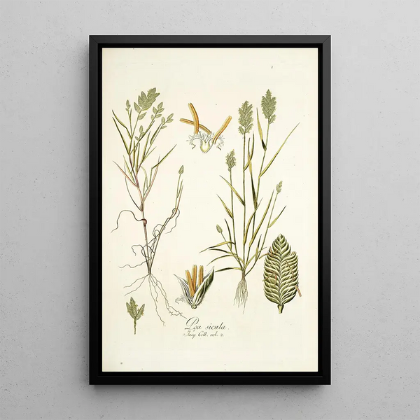 Poa sicula - Nikolaus Joseph Freiherr von Jacquin — framed artwork on a wall