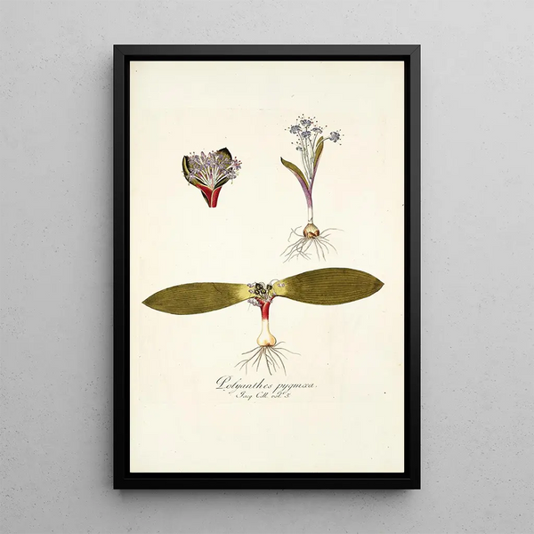 Polyanthes pygmaea - Nikolaus Joseph Freiherr von Jacquin — framed artwork on a wall