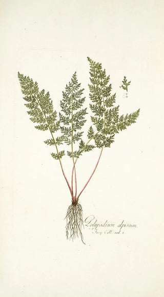 Nikolaus Joseph Freiherr von Jacquin - Polypodium alpinum.webp