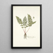 Polypodium alpinum - Nikolaus Joseph Freiherr von Jacquin — gerahmtes Bild an der Wand