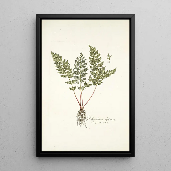 Polypodium alpinum - Nikolaus Joseph Freiherr von Jacquin — framed artwork on a wall