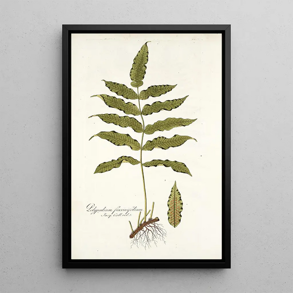 Polypodium fraxinifolium - Nikolaus Joseph Freiherr von Jacquin — framed artwork on a wall