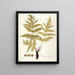Polypodium hippocrepis - Nikolaus Joseph Freiherr von Jacquin — quadro incorniciato alla parete
