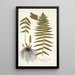 Polypodium molle - Nikolaus Joseph Freiherr von Jacquin — gerahmtes Bild an der Wand
