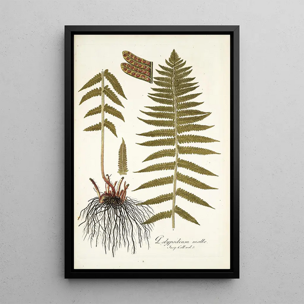 Polypodium molle - Nikolaus Joseph Freiherr von Jacquin — framed artwork on a wall