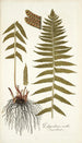 Polypodium molle - Nikolaus Joseph Freiherr von Jacquin — Ansicht des Kunstwerks
