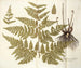 Polypodium multifidum - Nikolaus Joseph Freiherr von Jacquin — Ansicht des Kunstwerks