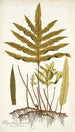 Polypodium phymatodes - Nikolaus Joseph Freiherr von Jacquin — vista dell’opera