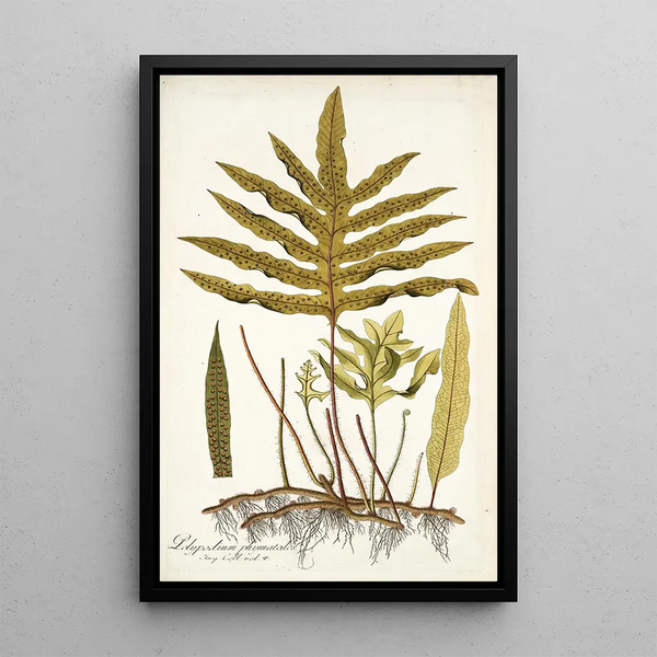 Polypodium phymatodes - Nikolaus Joseph Freiherr von Jacquin — framed artwork on a wall