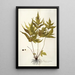 Polypodium trifoliatum - Nikolaus Joseph Freiherr von Jacquin — quadro incorniciato alla parete