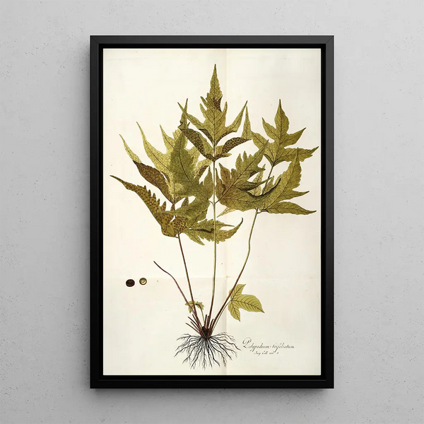 Polypodium trifoliatum - Nikolaus Joseph Freiherr von Jacquin — framed artwork on a wall