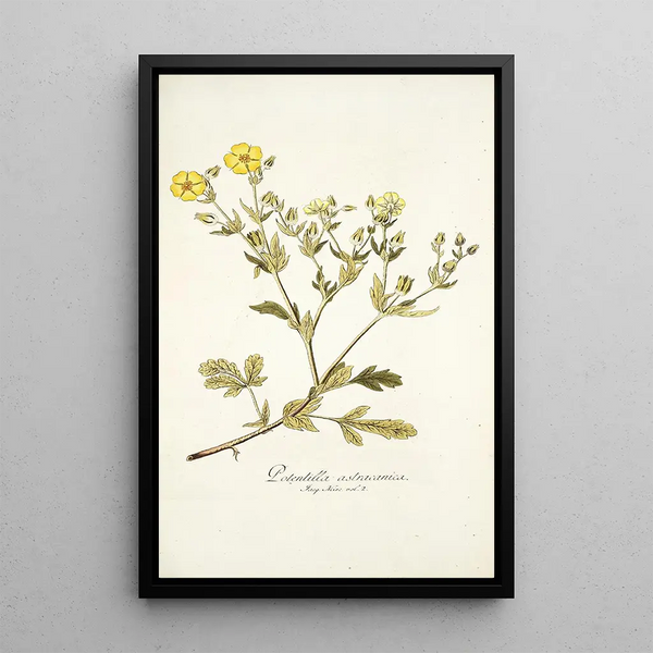 Potentilla astracanica - Nikolaus Joseph Freiherr von Jacquin — framed artwork on a wall