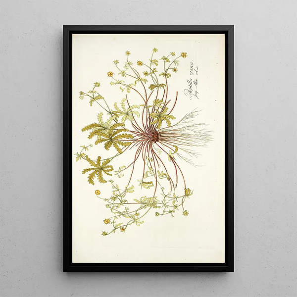 Potentilla opaca - Nikolaus Joseph Freiherr von Jacquin — framed artwork on a wall