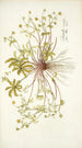 Potentilla opaca - Nikolaus Joseph Freiherr von Jacquin — Ansicht des Kunstwerks