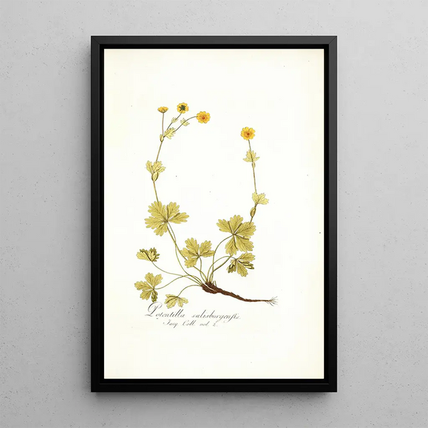 Potentilla salisburgensis - Nikolaus Joseph Freiherr von Jacquin — framed artwork on a wall