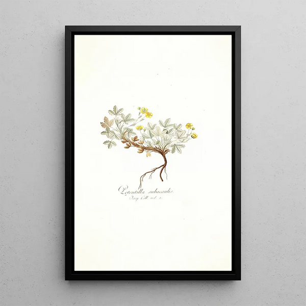 Potentilla subacaulis - Nikolaus Joseph Freiherr von Jacquin — framed artwork on a wall