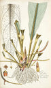 Pothos crassinervia - Nikolaus Joseph Freiherr von Jacquin — vista dell’opera