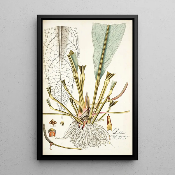 Pothos crassinervia - Nikolaus Joseph Freiherr von Jacquin — framed artwork on a wall