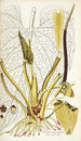 Pothos grandifolia - Nikolaus Joseph Freiherr von Jacquin — Ansicht des Kunstwerks